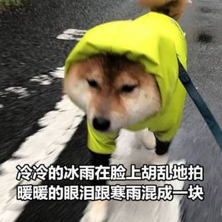 单身狗表情包