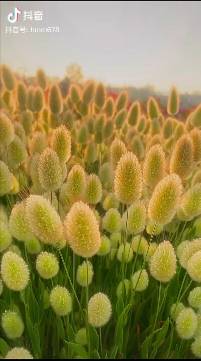 抖音
