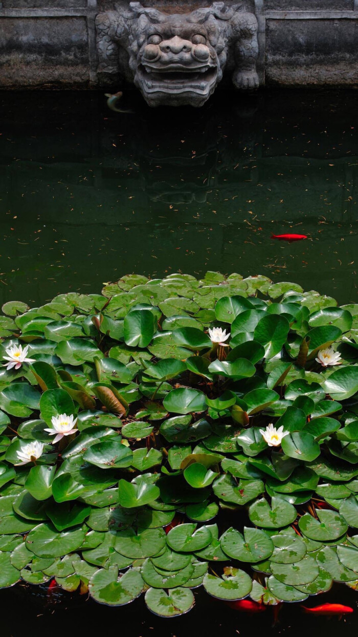 【原创】《小满那天，我没有写诗》
小满那天，我没有写诗
槐花的香还在，遗落进梦里
脚步匆匆，追赶着光阴
小满，已在不经意间踅过枝头
绿了田野，还有忙碌的心情
被风摇曳着，洒满乡间的小路
禾苗渴雨，望望辽远的天空
每一朵低下的云，都是一片希望
青杏还小， 隐于繁密
很像我酸涩的文字，等一次成熟
乡路崎岖，夹杂着初夏的浓郁
我在平仄中，走出一片葱茏
文/陈宝文，笔名墨篱、云舒，河北省平泉市人，喜欢自由自在的生活，2015年开始学习写作诗歌。
图/堆糖 #小满# #诗歌#