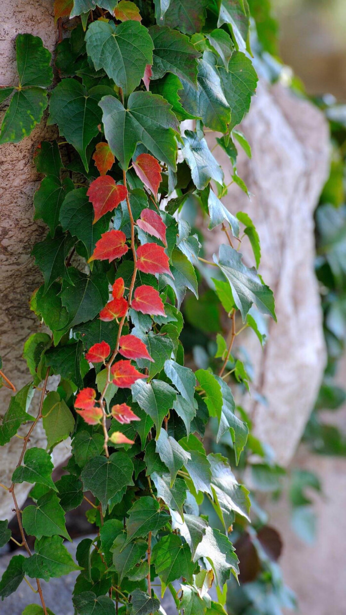 【原创】《小满那天，我没有写诗》
小满那天，我没有写诗
槐花的香还在，遗落进梦里
脚步匆匆，追赶着光阴
小满，已在不经意间踅过枝头
绿了田野，还有忙碌的心情
被风摇曳着，洒满乡间的小路
禾苗渴雨，望望辽远的天空
每一朵低下的云，都是一片希望
青杏还小， 隐于繁密
很像我酸涩的文字，等一次成熟
乡路崎岖，夹杂着初夏的浓郁
我在平仄中，走出一片葱茏
文/陈宝文，笔名墨篱、云舒，河北省平泉市人，喜欢自由自在的生活，2015年开始学习写作诗歌。
图/堆糖 #小满# #诗歌#