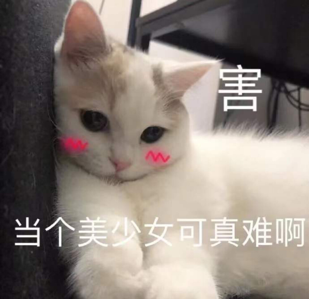 猫咪表情包 当个美少女真难呀