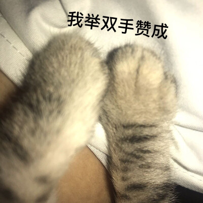 煤球