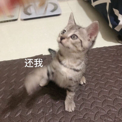 煤球