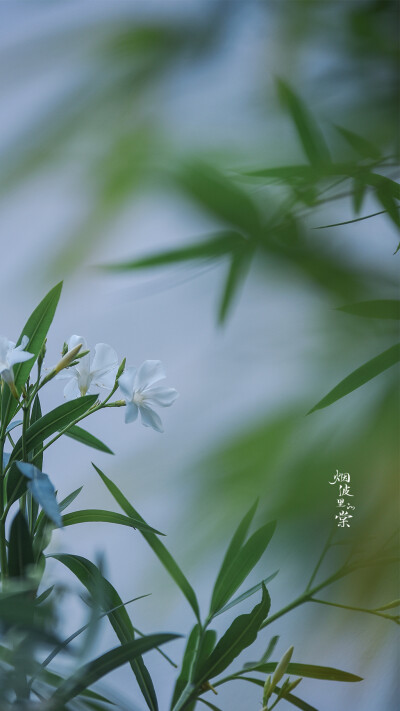 夹竹桃，烟波里的棠