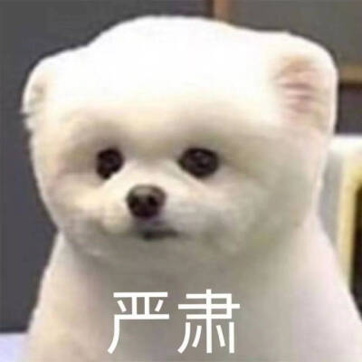 狗狗
表情包