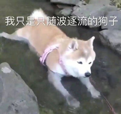 狗狗
表情包