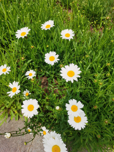 植物园看花花草草