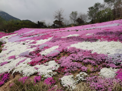 花海！