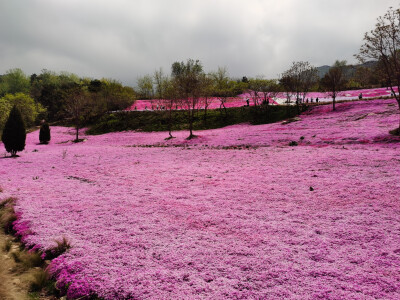 花海！