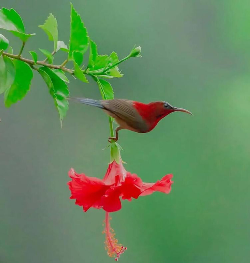 站成一朵花