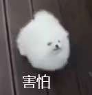 狗狗