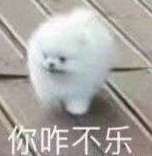 狗狗