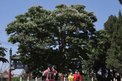 朝阳区唯一一株七叶古树迎来盛花期，310年的古树长势良好，成为园区内一道独特的生态文化景观。