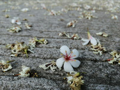 忘记了，
梧桐花呀～