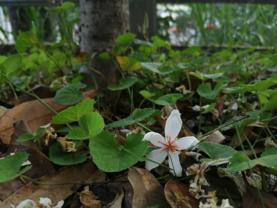 忘记了，
梧桐花呀～