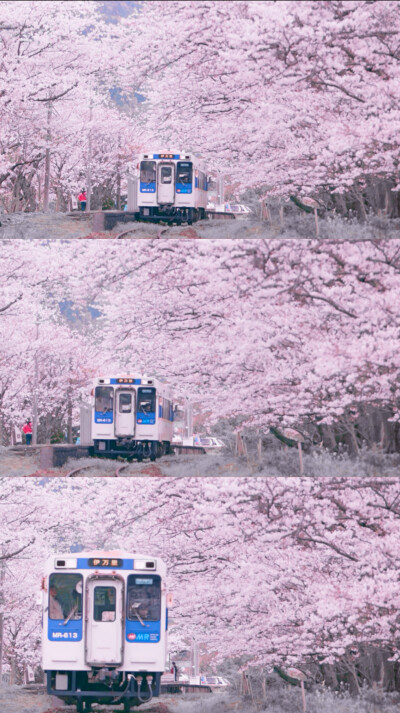 日本，樱花，列车