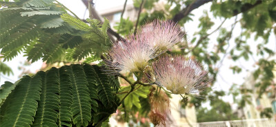 初夏时节，在吉安市人口文化园旁的街道上的合欢树花开正盛，那绽放在绿树中的一点点小灿烂，像是披上了一道霞光，散发着迷人的光芒，如梦如幻！那花落在地上、车上、草丛里，也变成一道道美丽的风景。(摄/肖勇)