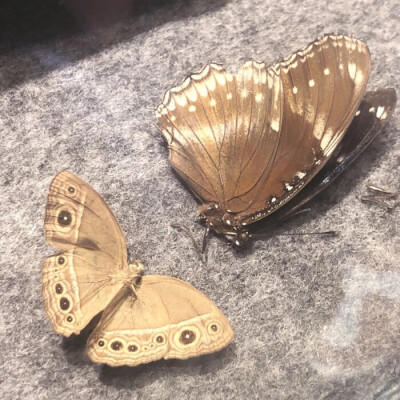 butterfly☆↪※♚