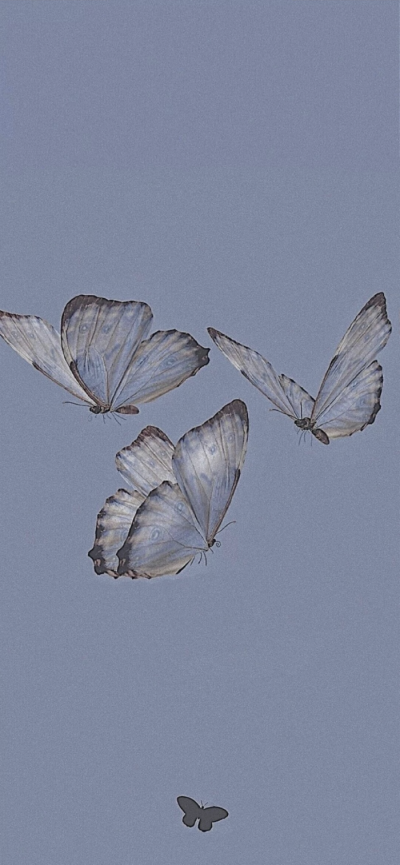 butterfly☆↪※♚