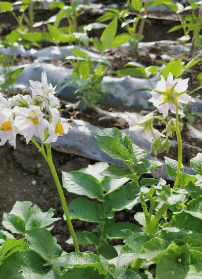 小花花