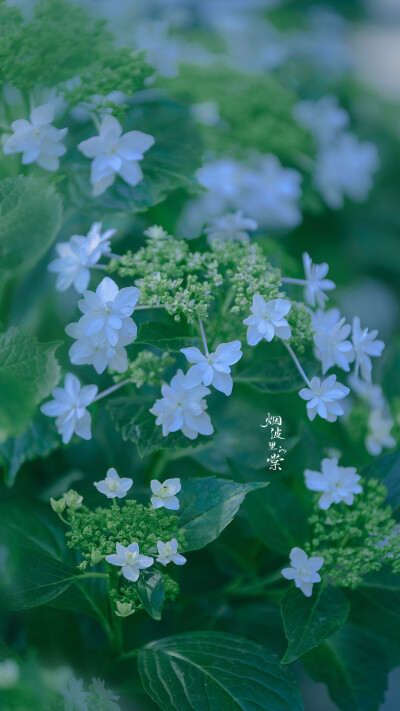 烟波里的棠