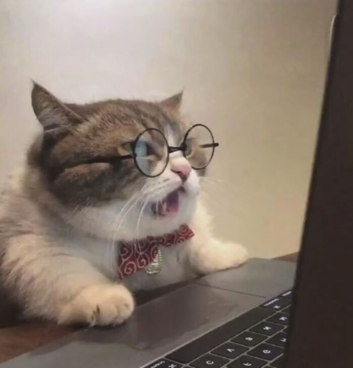 布偶猫头像戴眼镜图片