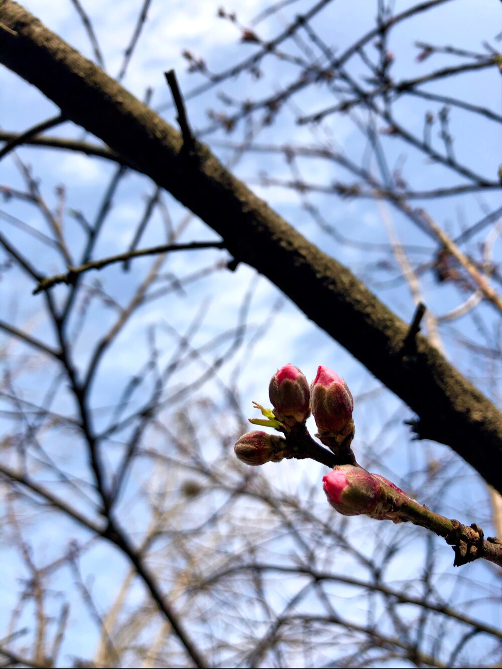 春暖花开