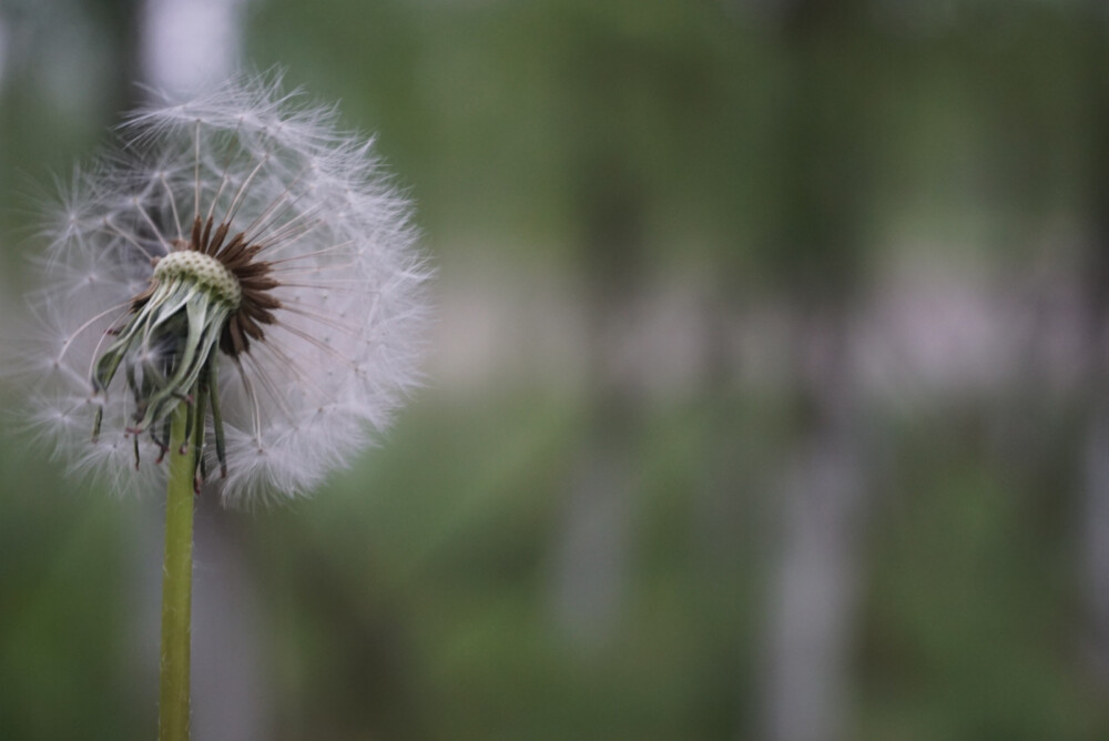 那些年随手拍过的—花记