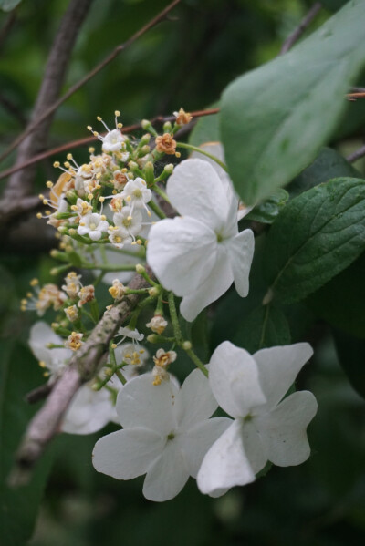 那些年随手拍过的—花记