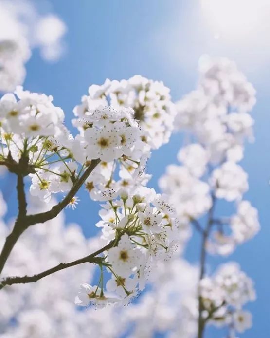 梨 花
花期：3-4月
