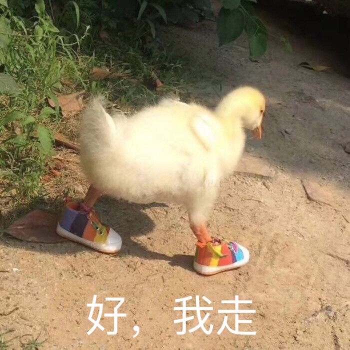 表情包 可愛 動物