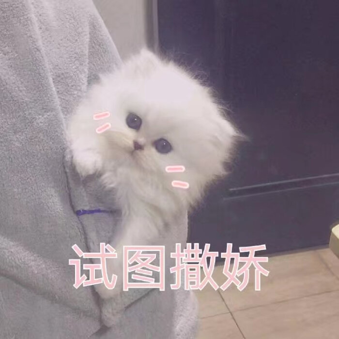 表情包 可爱 猫猫 动物