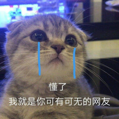 表情包 猫猫 可爱 委屈