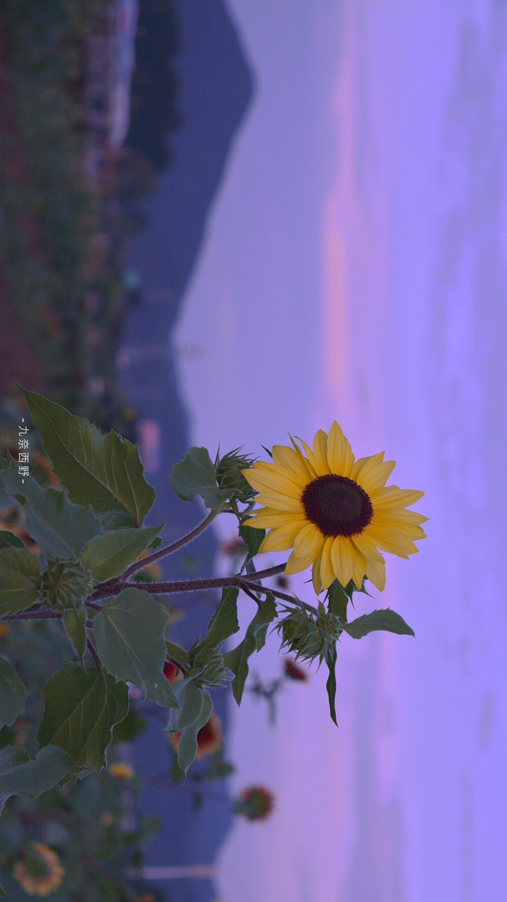 高清壁纸——风景静物