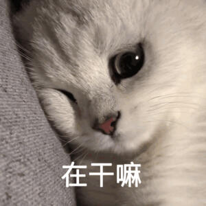 可爱猫咪动态表情包