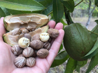 发财树种子盆栽，今年的夏果又要开始熟啦！需要预定的请联系我：微信370166363