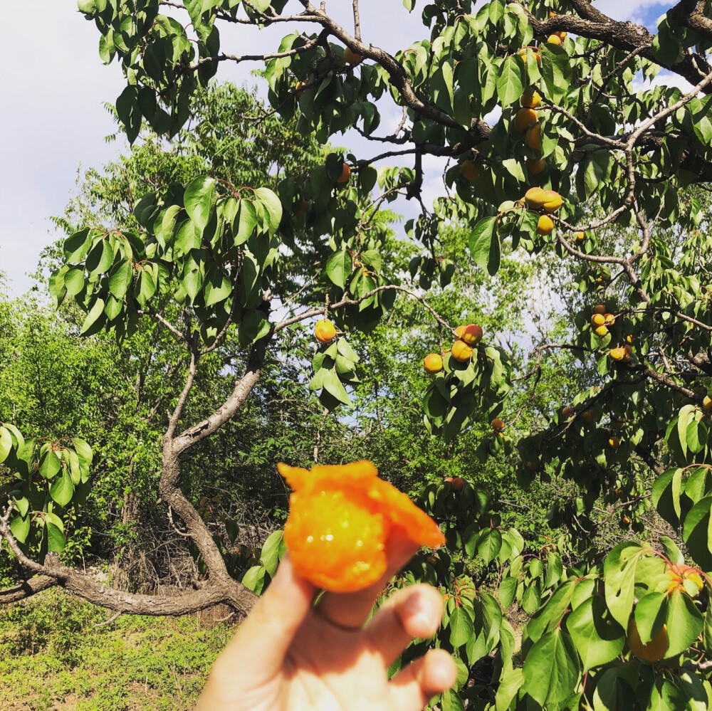 杏黄色的夏天