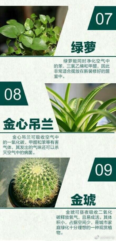 室内污染的24个植物克星