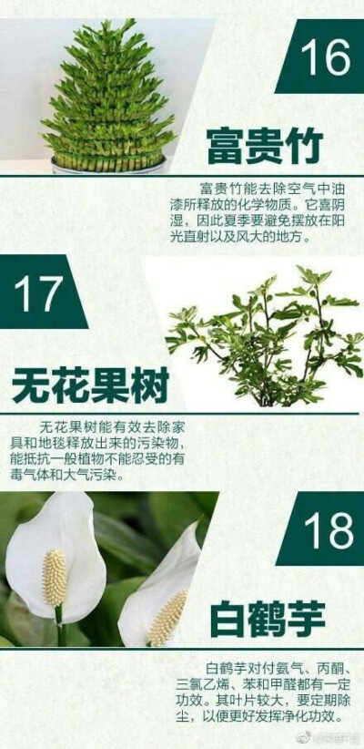 室内污染的24个植物克星