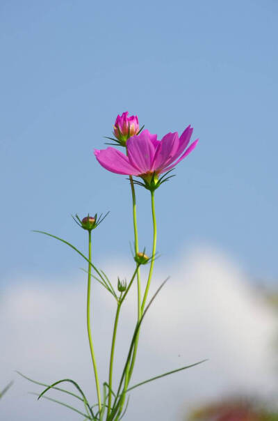 格桑花