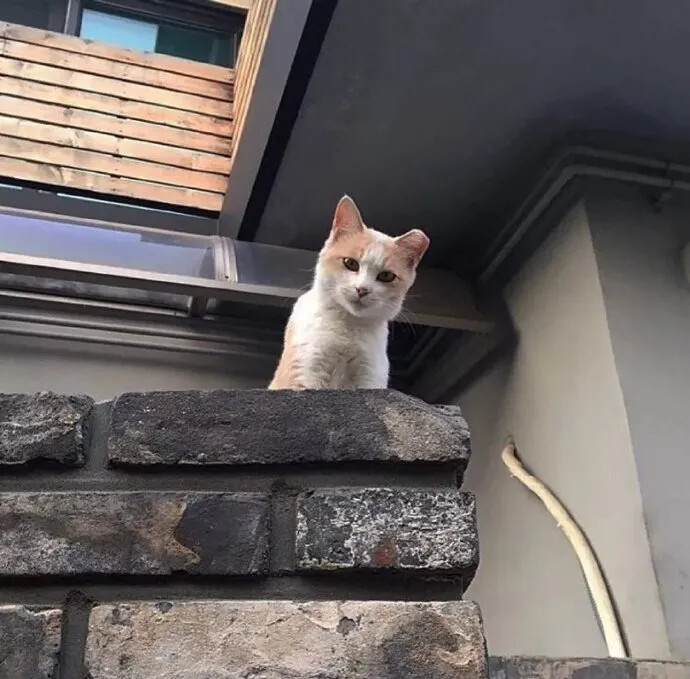 猫咪