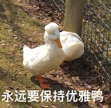 优雅鸭