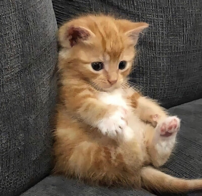 坐端正 ​​​​