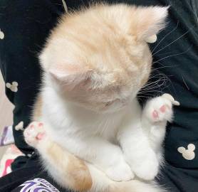 坐端正 ​​​​