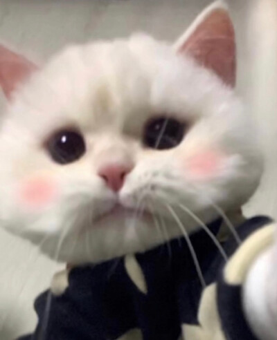 眼睛大大像铜铃 ​​​​