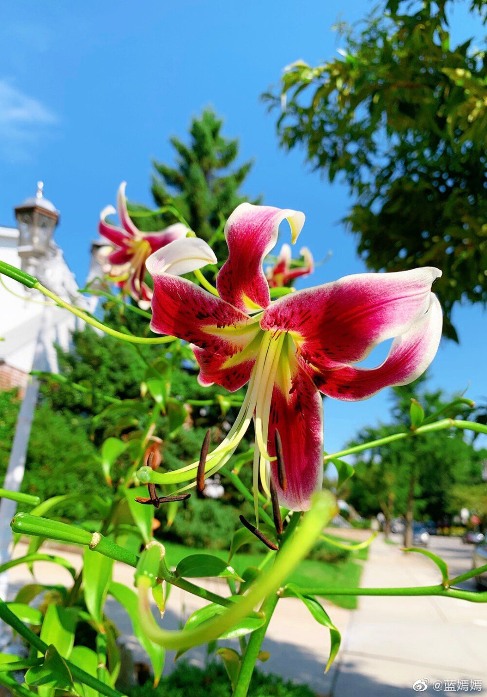 百合花