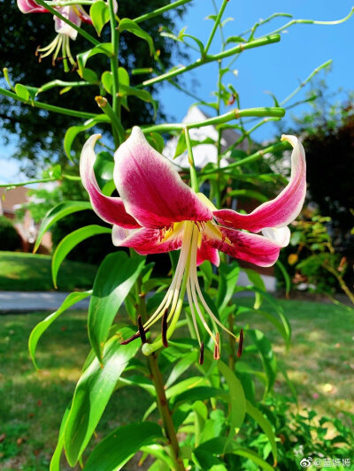 百合花