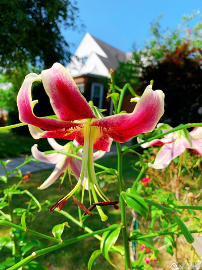 百合花