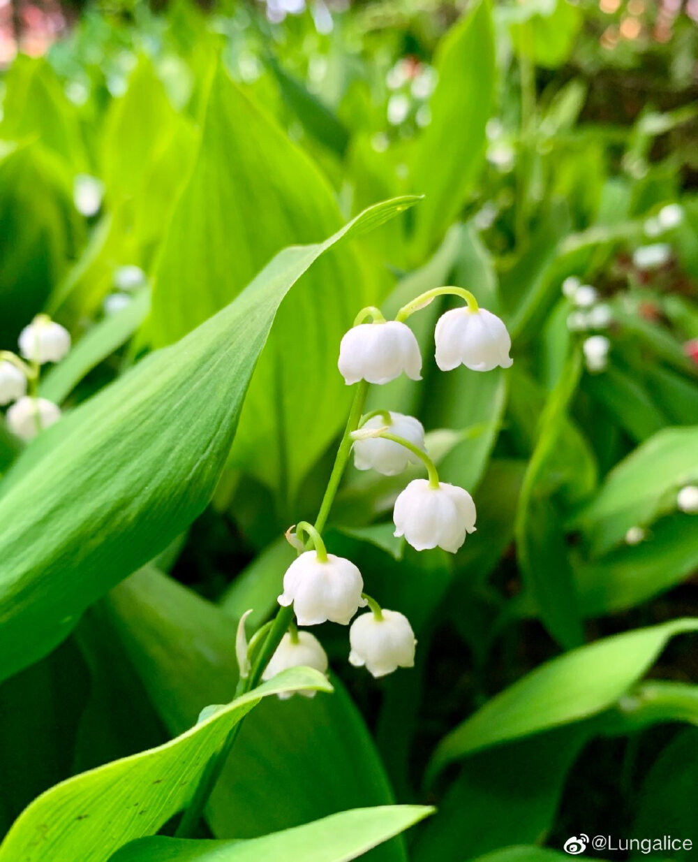 铃兰花