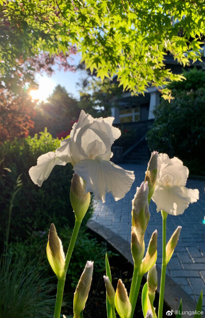 鸢尾花